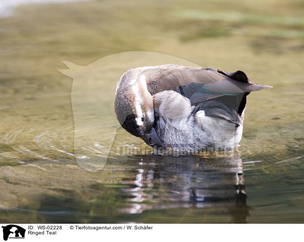 Rotschulterente / Ringed Teal / WS-02228