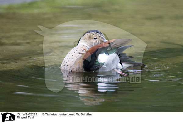 Ringed Teal / WS-02229