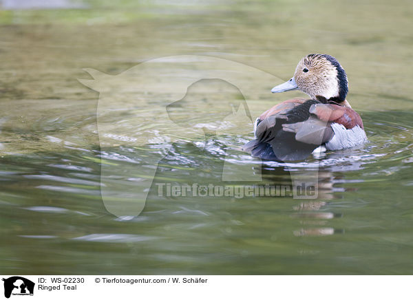 Ringed Teal / WS-02230