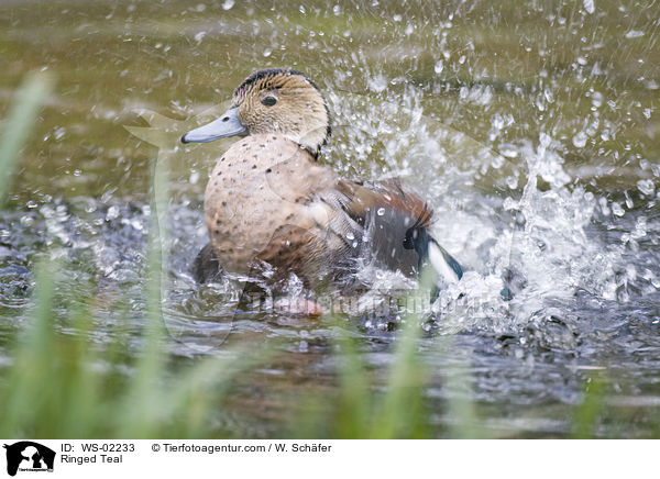 Ringed Teal / WS-02233