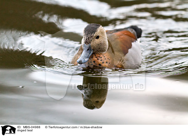 Rotschulterente / ringed teal / MBS-04988