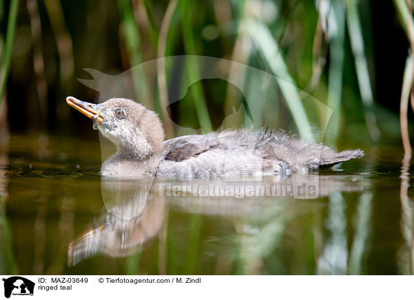 ringed teal / MAZ-03649