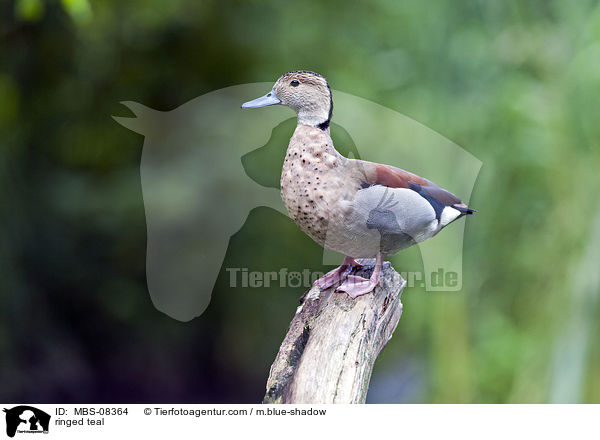 Rotschulterente / ringed teal / MBS-08364