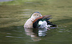 Ringed Teal