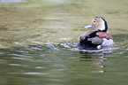 Ringed Teal