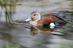 Ringed Teal