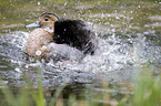 Ringed Teal