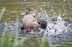 Ringed Teal