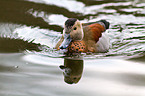 ringed teal