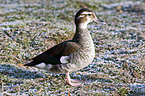 ringed teal