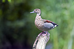 ringed teal