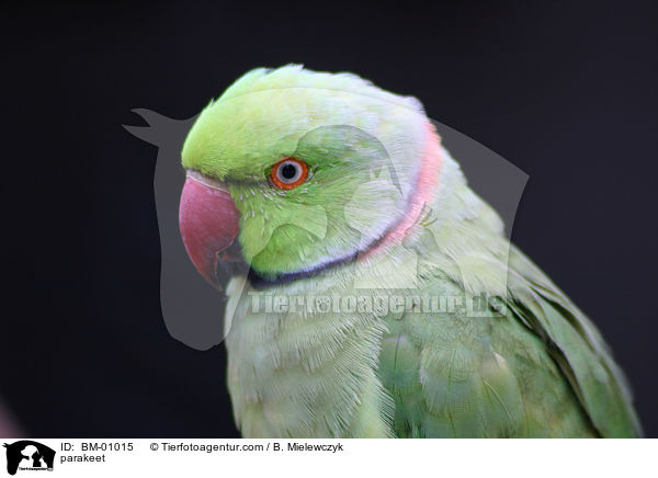 parakeet / BM-01015