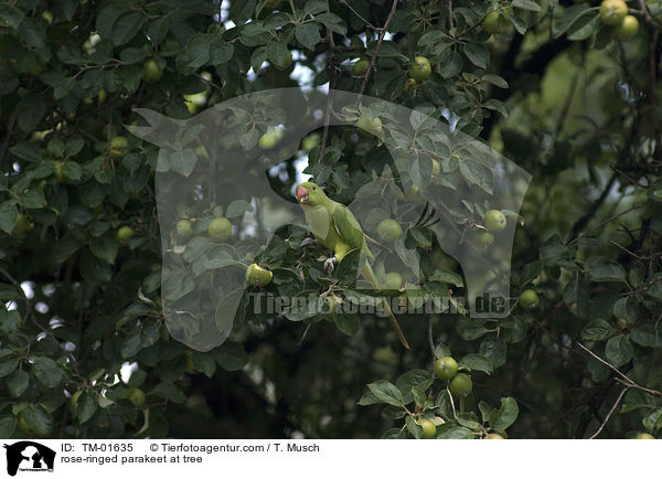 rose-ringed parakeet at tree / TM-01635
