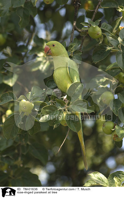 rose-ringed parakeet at tree / TM-01636