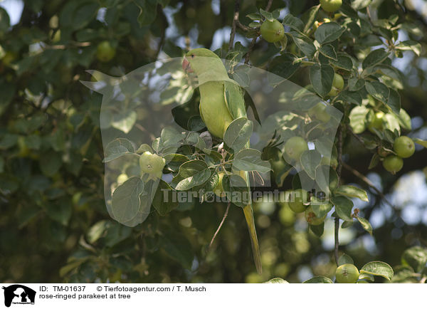 Halsbandsittich auf Baum / rose-ringed parakeet at tree / TM-01637
