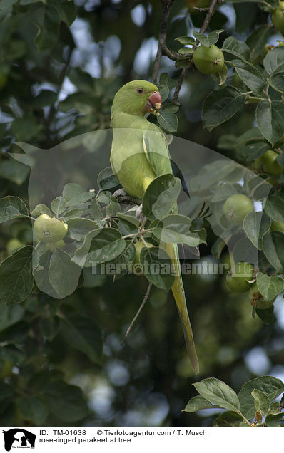 rose-ringed parakeet at tree / TM-01638