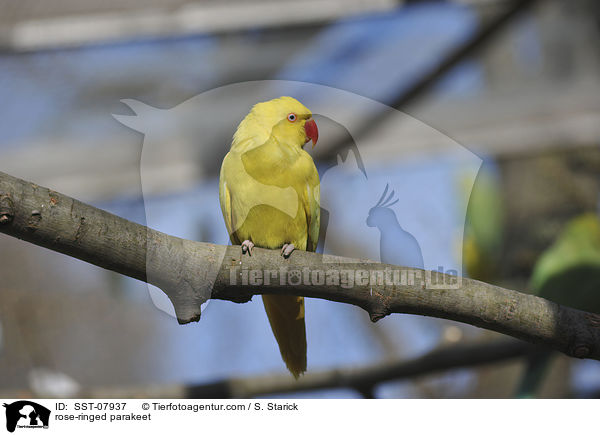 rose-ringed parakeet / SST-07937