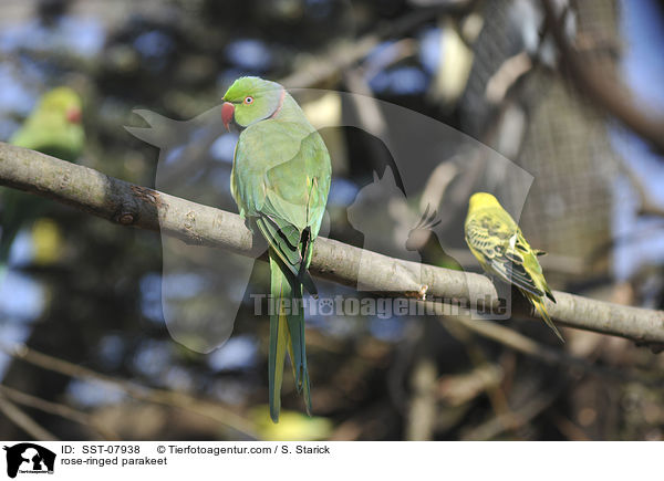Halsbandsittich / rose-ringed parakeet / SST-07938