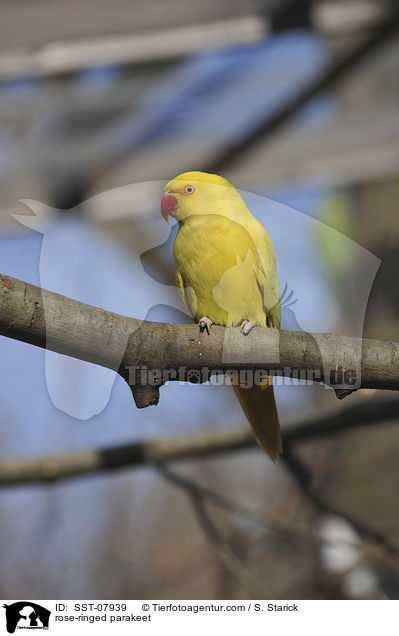 Halsbandsittich / rose-ringed parakeet / SST-07939