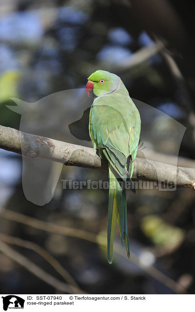 rose-ringed parakeet / SST-07940