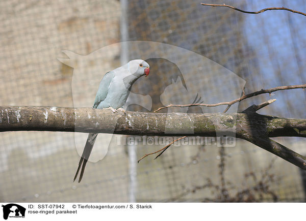rose-ringed parakeet / SST-07942