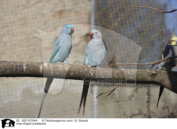 Halsbandsittiche / rose-ringed parakeets / SST-07944