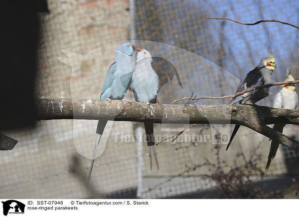 rose-ringed parakeets / SST-07946