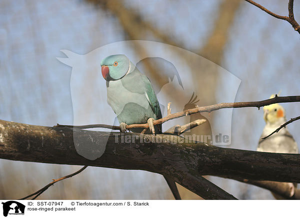 rose-ringed parakeet / SST-07947