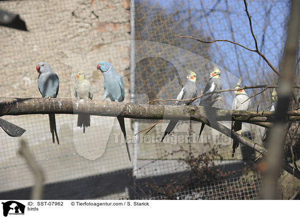 Halsbandsittiche und Nymphensittiche / birds / SST-07962