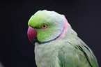 parakeet