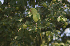 rose-ringed parakeet at tree