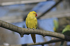 rose-ringed parakeet