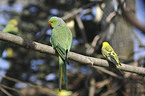 rose-ringed parakeet