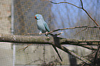 rose-ringed parakeet