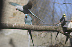 rose-ringed parakeets