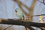 rose-ringed parakeet