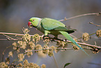 ring-necked parakeet
