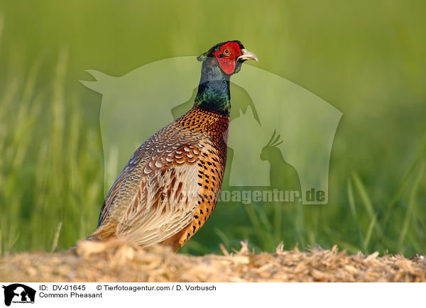 Fasan / Common Pheasant / DV-01645
