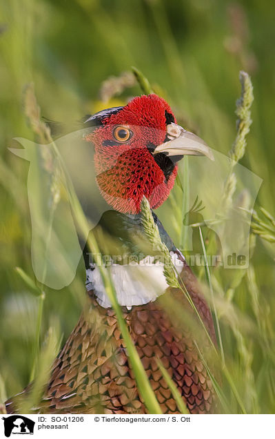 Fasan / pheasant / SO-01206