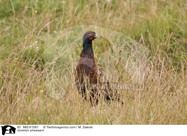 Fasan / common pheasant / MIZ-01081