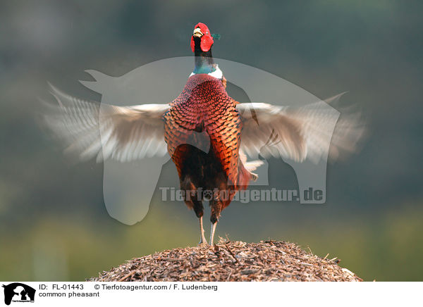 Rufender Fasan / common pheasant / FL-01443