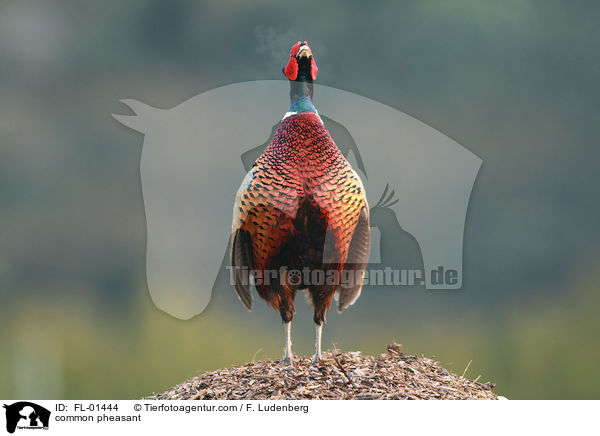 Rufender Fasan / common pheasant / FL-01444