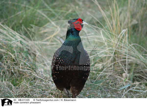 Fasan Hahn / male common pheasant / HB-01335