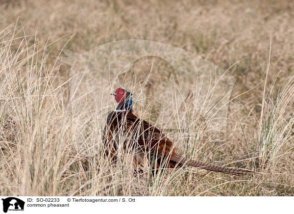 Fasan / common pheasant / SO-02233