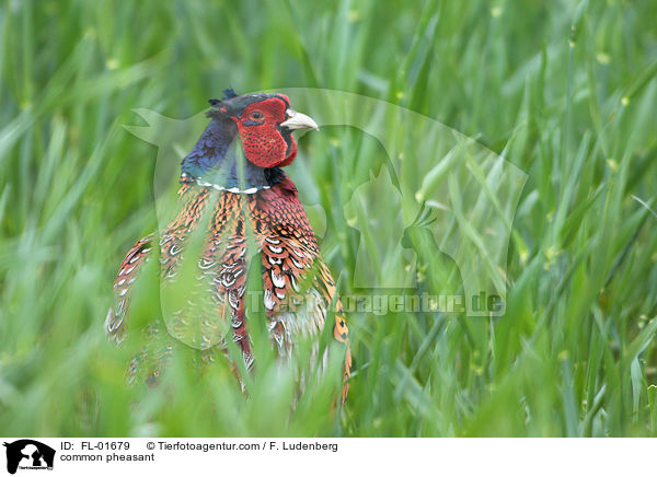 common pheasant / FL-01679