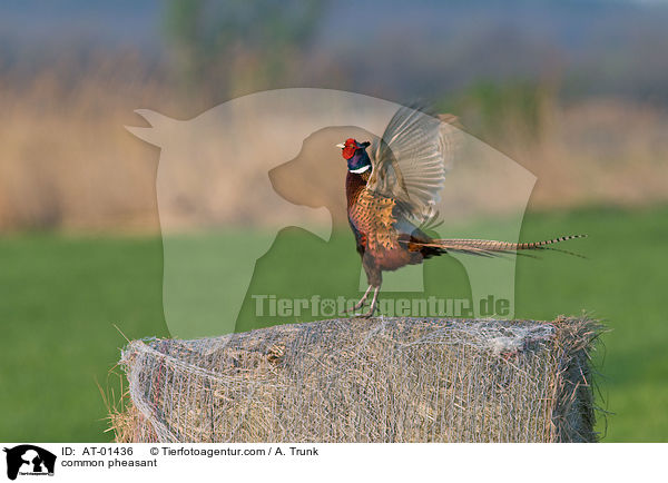 Fasan / common pheasant / AT-01436