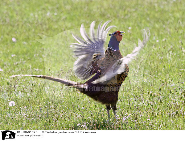 common pheasant / HB-01525