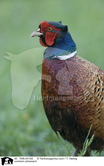 common pheasant / THA-04192