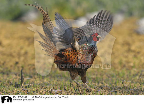Fasan / common pheasant / AT-01691