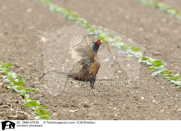 common pheasant / DMS-07538
